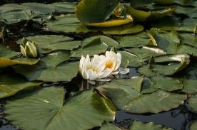 Die-richtige-Pumpe-fuer-den-Gartenteich