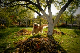 Gartenideen-im-Herbst