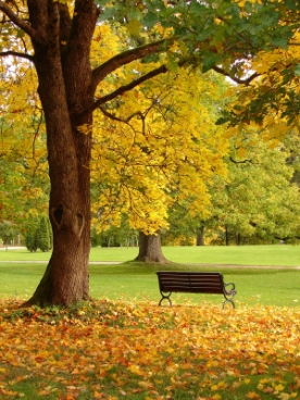 Gartenumgestaltung-Baum-faellen