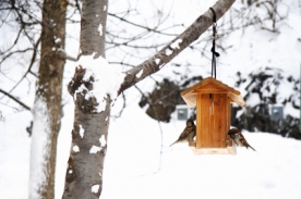 Vogelhaus-zum-Selbstbauen-und-der-Winter-kann-kommen