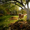 Gartenideen-im-Herbst