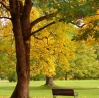 Gartenumgestaltung-Baum-faellen